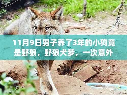 男子意外发现养了三年小狗竟是野狼,自然探索之旅中的犬狼奇缘