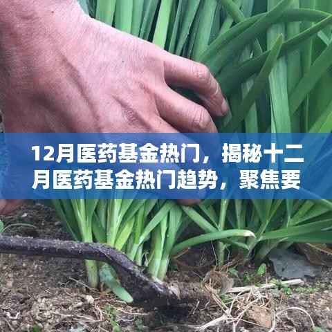 揭秘十二月医药基金的热门趋势,要点、前景与机遇分析