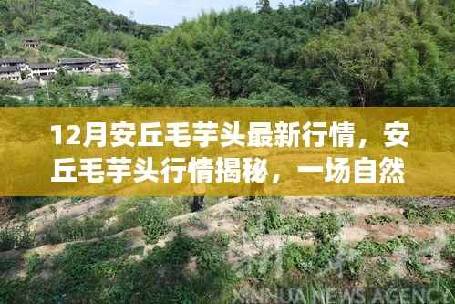 安丘毛芋头最新行情揭秘与冬季自然美景之旅