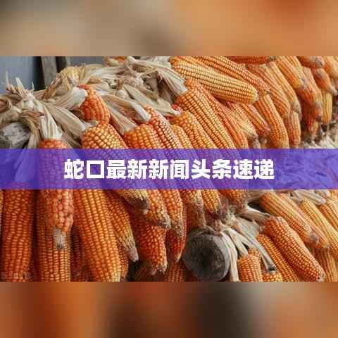 蛇口最新新闻头条速递