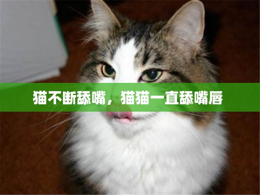猫不断舔嘴,猫猫一直舔嘴唇