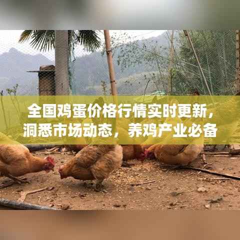 全国鸡蛋价格行情实时更新,洞悉市场动态,养鸡产业必备参考资讯平台