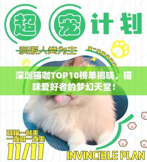 深圳猫咖TOP10榜单揭晓,猫咪爱好者的梦幻天堂!