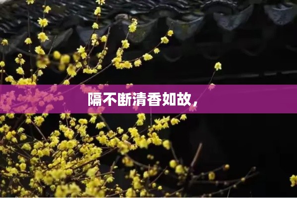 隔不断清香如故,
