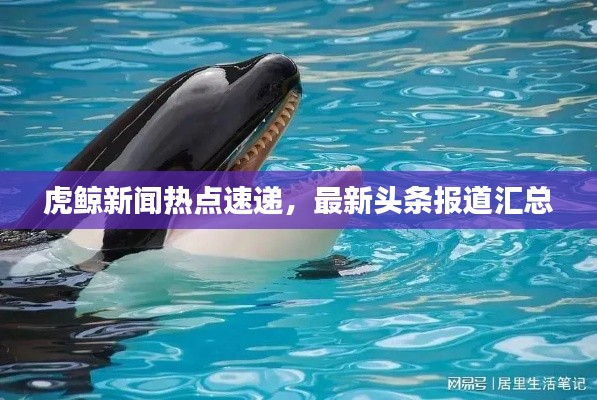 虎鲸新闻热点速递,最新头条报道汇总
