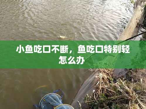 小鱼吃口不断，鱼吃口特别轻怎么办 
