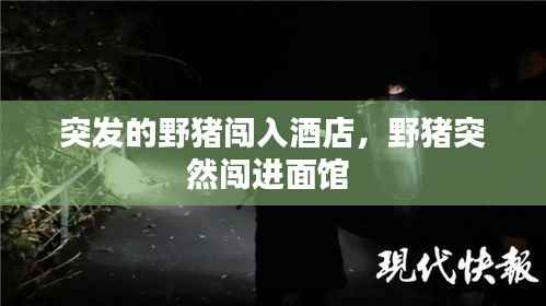 突发的野猪闯入酒店,野猪突然闯进面馆